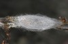 Rhagades predotae: Cocoon (e.l. Spain, Tragacete, larva in early April 2023) [S]