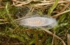 Rhagades predotae: Cocoon (e.l. Spain, Tragacete, larva in early April 2023) [S]