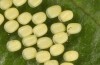 Rhagades predotae: Eggs (e.l. Spain, Tragacete, larva in early April 2023) [S]