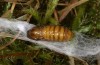 Rhagades predotae: Female pupa (e.l. Spain, Tragacete, larva in early April 2023) [S]