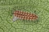 Rhagades predotae: Larva in the second instar (e.l. breeding, Spain, Tragacete, larva in early April 2023) [S]