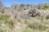 Rhagades predotae: Larval habitat in spring (Spain, Peralejos de las Truchas, early April 2023) [N]