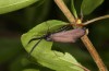 Rhagades predotae: Male (e.l. Spain, Tragacete, larva in early April 2023) [S]