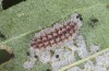 Rhagades predotae: Larva in the third instar (e.l. breeding, Spain, Tragacete, larva in early April 2023) [S]