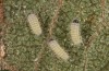Rhagades predotae: Larva in the first instar (e.l. breeding, Spain, Tragacete, larva in early April 2023) [S]
