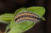 Rhagades pruni: Larva (Provence, Manosque, late May 2013) [S]