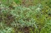 Zygaena punctum: Larvalhabitat auf Samos: Eryngium campestre in einem sehr extensiven Olivenhain (Mai 2009) [N]