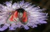 Zygaena purpuralis: Weibchen (Ostalb, Heidenheim, Juli 2022) [N]