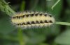 Zygaena romeo: Larva (Provence, France) [S]