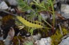 Zygaena rubicundus: Larva on alternative host plant (Rieti, mid-May 2013) [N]