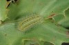 Zygaena sarpedon: Larva (N of Sisteron, late May 2013) [N]