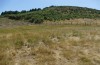 Adscita schmidti: Habitat mit Rumex acetosella und teils auch R. acetosa agg. (Spanien, Avila, Sierra de Gredos, N Puerto del Pico, 1260m, Ende Juni 2025) [N]