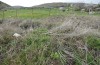 Adscita schmidti: Larvalhabitat (Spanien, Avila, Sierra de Gredos, 1800m, Raupenfunde Ende März 2022) [N]