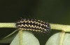 Heterogynis sondereggeri: Larva (e.l. rearing, Greece, Peloponnese, Taygetos, young larvae in early August 2019) [S]