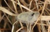 Heterogynis sondereggeri: Cocoons in a Festuca tussock (Greece, Peloponnese, Taygetos, early August 2019) [M]