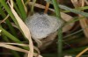 Heterogynis sondereggeri: Cocoons in a Festuca tussock (Greece, Peloponnese, Taygetos, early August 2019) [M]