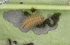 Adscita statices: Larva L4 (e.o. S-Germany, Kempter Wald, eggs on 06. June 2022) [S]