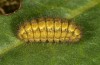Adscita statices: Larva (S-Germany, Kempter Wald, 10. April 2021) [M]