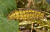 Adscita statices: Larva (S-Germany, Kempter Wald, 10. April 2021)