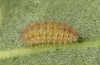 Adscita statices: Larva L3 (e.o. S-Germany, Kempter Wald, eggs on 06. June 2022) [S]