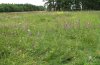 Adscita statices: Habitat: humid, flower-rich and extensively managed meadow with Rumex acetosa [N]
