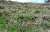 Jordanita subsolana: Larvalhabitat mit Cirsium eriophorum und Zygaena brizae als Begleitart (Frankreich, Alpes-Maritimes, Belv&eacute;d&egrave;re, 29. April 2012) [N]