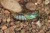 Jordanita tenuicornis: Hatching of a pupa, cocoon removed (e.o. rearing, Italy, Sicily, Trapani, San Vito lo Capo, oviposition on 5./6. May 2024) [S]