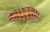 Jordanita tenuicornis: Larva in the final instar (e.o. rearing, Italy, Sicily, Trapani, San Vito lo Capo, oviposition on 5./6. May 2024) [S]