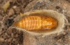 Jordanita tenuicornis: Male pupa (e.o. rearing, Italy, Sicily, Trapani, San Vito lo Capo, oviposition on 5./6. May 2024) [S]