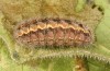 Jordanita tenuicornis: Larva in the final instar (e.o. rearing, Italy, Sicily, Trapani, San Vito lo Capo, oviposition on 5./6. May 2024) [S]