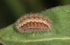 Jordanita tenuicornis: Larva in the final instar (e.o. rearing, Italy, Sicily, Trapani, San Vito lo Capo, oviposition on 5./6. May 2024) [S]