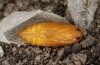 Jordanita tenuicornis: Female pupa (e.o. rearing, Italy, Sicily, Trapani, San Vito lo Capo, oviposition on 5./6. May 2024) [S]