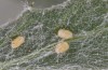 Jordanita tenuicornis: Eggs (e.o. rearing, Italy, Sicily, Trapani, San Vito lo Capo, oviposition on 5./6. May 2024) [S]