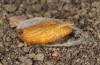Jordanita tenuicornis: Male pupa (e.o. rearing, Italy, Sicily, Trapani, San Vito lo Capo, oviposition on 5./6. May 2024) [S]
