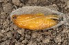 Jordanita tenuicornis: Male pupa (e.o. rearing, Italy, Sicily, Trapani, San Vito lo Capo, oviposition on 5./6. May 2024) [S]