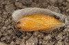 Jordanita tenuicornis: Male pupa (e.o. rearing, Italy, Sicily, Trapani, San Vito lo Capo, oviposition on 5./6. May 2024) [S]