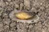 Jordanita tenuicornis: Male pupa (e.o. rearing, Italy, Sicily, Trapani, San Vito lo Capo, oviposition on 5./6. May 2024) [S]