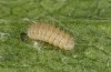 Jordanita tenuicornis: L2 larva (e.o. rearing, Italy, Sicily, Trapani, San Vito lo Capo, oviposition on 5./6. May 2024) [S]