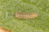 Jordanita tenuicornis: L3 larva (e.o. rearing, Italy, Sicily, Trapani, San Vito lo Capo, oviposition on 5./6. May 2024) [S]