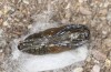 Jordanita tenuicornis: Male pupa (e.o. rearing, Italy, Sicily, Trapani, San Vito lo Capo, oviposition on 5./6. May 2024) [S]