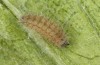 Jordanita tenuicornis: L3 larva (e.o. rearing, Italy, Sicily, Trapani, San Vito lo Capo, oviposition on 5./6. May 2024) [S]