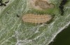 Jordanita tenuicornis: L3 larva (e.o. rearing, Italy, Sicily, Trapani, San Vito lo Capo, oviposition on 5./6. May 2024) [S]