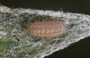 Jordanita tenuicornis: L3 larva (e.o. rearing, Italy, Sicily, Trapani, San Vito lo Capo, oviposition on 5./6. May 2024) [S]
