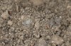 Jordanita tenuicornis: Cocoon (e.o. rearing, Italy, Sicily, Trapani, San Vito lo Capo, oviposition on 5./6. May 2024) [S]