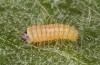 Jordanita tenuicornis: L1 larva (e.o. rearing, Italy, Sicily, Trapani, San Vito lo Capo, oviposition on 5./6. May 2024) [S]