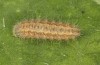 Jordanita tenuicornis: L4 larva (e.o. rearing, Italy, Sicily, Trapani, San Vito lo Capo, oviposition on 5./6. May 2024) [S]