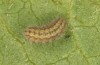 Jordanita tenuicornis: L4 larva (e.o. rearing, Italy, Sicily, Trapani, San Vito lo Capo, oviposition on 5./6. May 2024) [S]