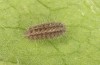 Jordanita tenuicornis: Half-grown larva after aestivation in autumn (e.o. rearing, Italy, Sicily, Trapani, San Vito lo Capo, oviposition on 5./6. May 2024) [S]