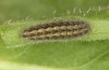 Jordanita tenuicornis: Half-grown larva after aestivation in autumn (e.o. rearing, Italy, Sicily, Trapani, San Vito lo Capo, oviposition on 5./6. May 2024) [S]