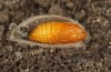 Jordanita tenuicornis: Female pupa (e.o. rearing, Italy, Sicily, Trapani, San Vito lo Capo, oviposition on 5./6. May 2024) [S]